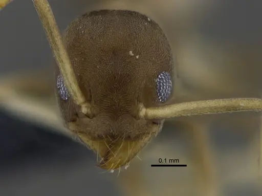 Linepithema neotropicum - CBUMAGENT41878