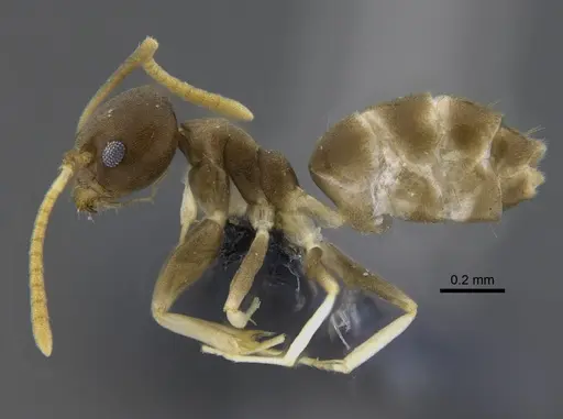 Linepithema neotropicum - CBUMAGENT41878