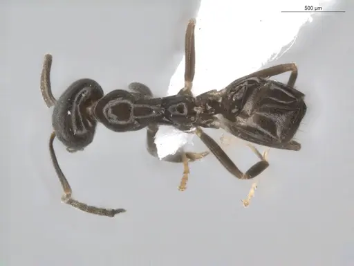 Linepithema neotropicum - ECOFOG-BUG-0476-02