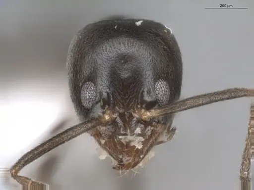 Linepithema neotropicum - ECOFOG-BUG-0476-02