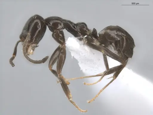 Linepithema neotropicum - ECOFOG-BUG-0476-02