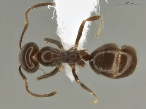 Linepithema neotropicum - ECOFOG-SG17-0119-06