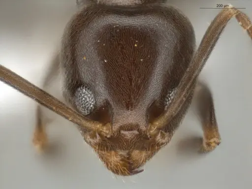 Linepithema neotropicum - ECOFOG-SG17-0119-06