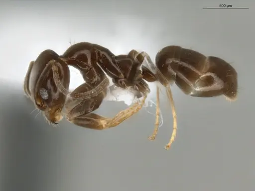 Linepithema neotropicum - ECOFOG-SG17-0119-06