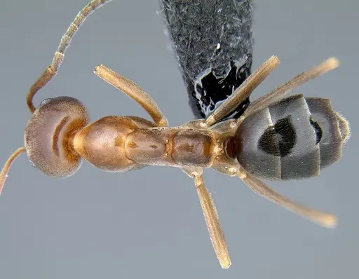 Linepithema oblongum specimen
