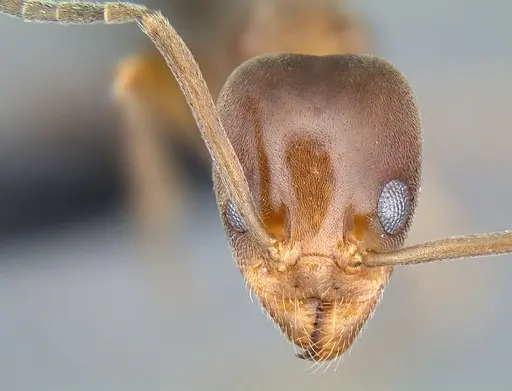 Linepithema oblongum specimen