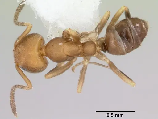 Linepithema pulex specimen