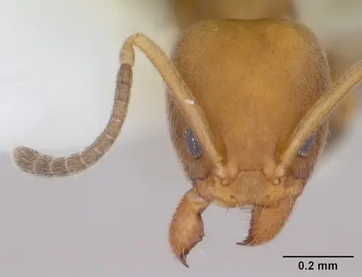 Linepithema pulex specimen