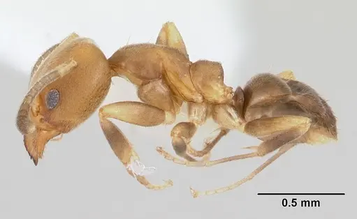 Linepithema pulex specimen