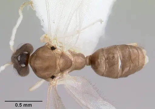 Linepithema pulex - CASENT0104906