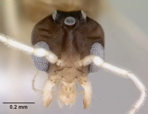 Linepithema pulex - CASENT0104906