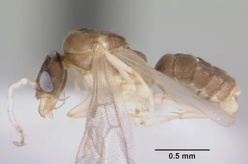 Linepithema pulex - CASENT0104906