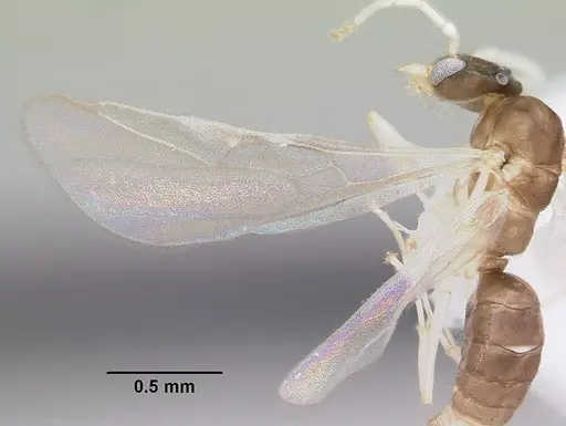 Linepithema pulex - CASENT0104906