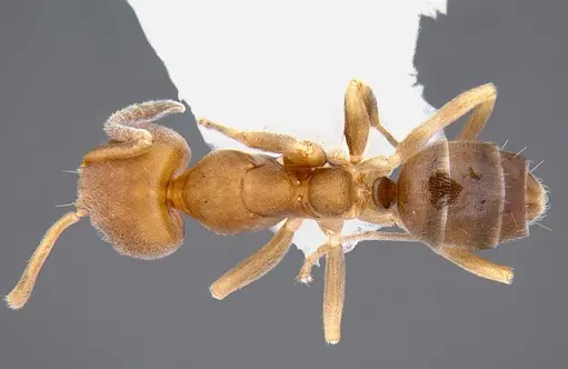 Linepithema pulex - CASENT0106971