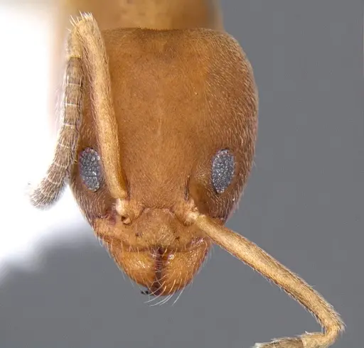 Linepithema pulex - CASENT0106971