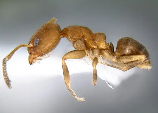 Linepithema pulex - CASENT0106971