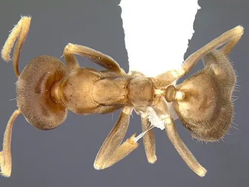 Linepithema tsachila specimen