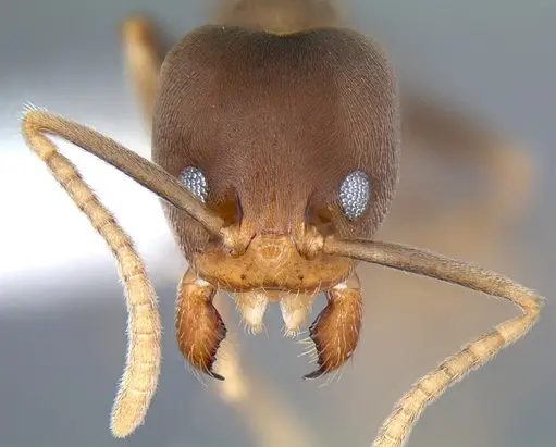 Linepithema tsachila specimen