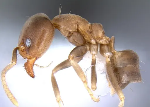Linepithema tsachila specimen