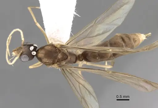 Linepithema tsachila - CASENT0249740