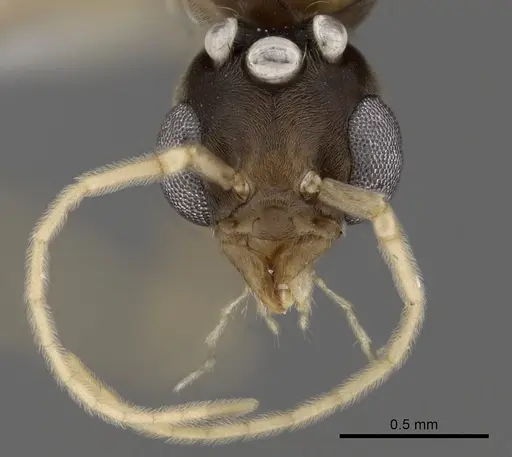 Linepithema tsachila - CASENT0249740