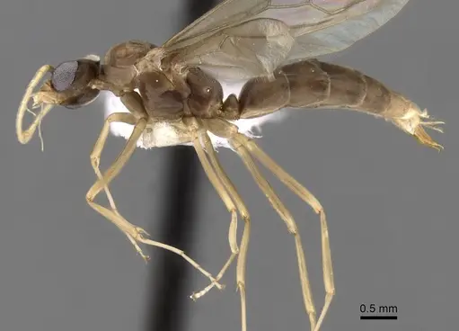 Linepithema tsachila - CASENT0249740