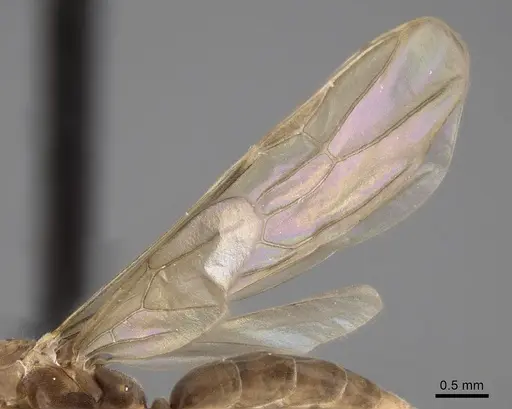 Linepithema tsachila - CASENT0249740