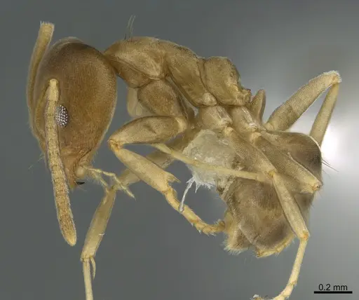 Linepithema tsachila - CASENT0923610