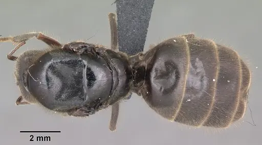 Liometopum apiculatum specimen