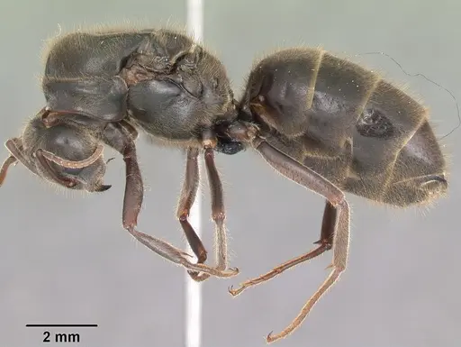 Liometopum apiculatum specimen