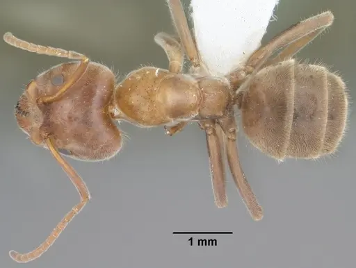 Liometopum apiculatum - CASENT0102758