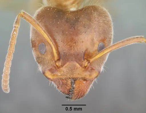 Liometopum apiculatum - CASENT0102758