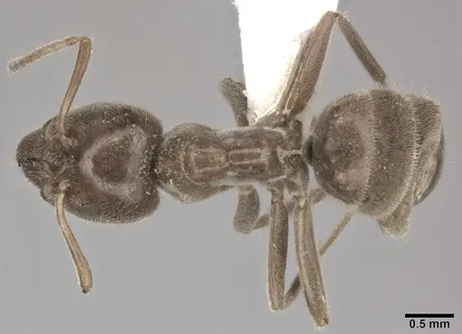 Liometopum apiculatum - CASENT0246582