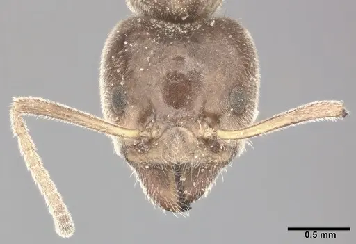 Liometopum apiculatum - CASENT0246582