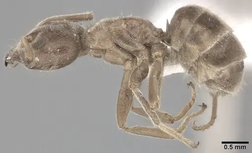 Liometopum apiculatum - CASENT0246582