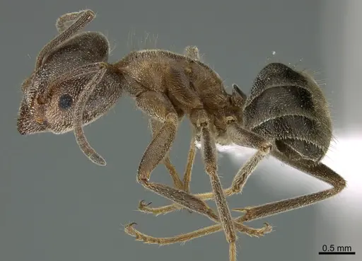 Liometopum apiculatum - CASENT0349081