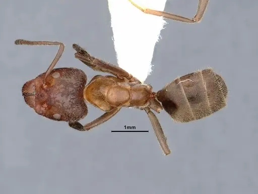 Liometopum apiculatum - CASENT0884392