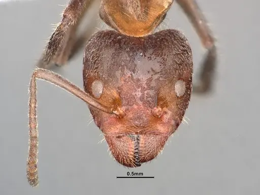 Liometopum apiculatum - CASENT0884392