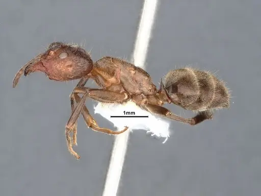 Liometopum apiculatum - CASENT0884392