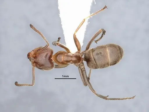 Liometopum apiculatum - CASENT0884396