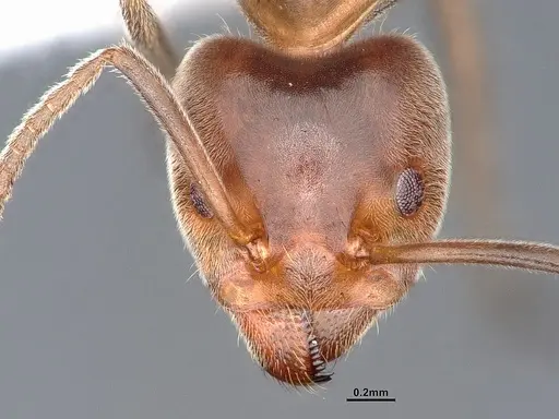 Liometopum apiculatum - CASENT0884396