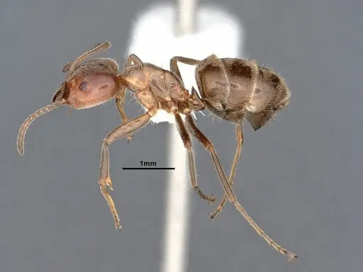 Liometopum apiculatum - CASENT0884396