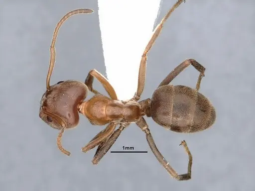 Liometopum apiculatum - CASENT0884398