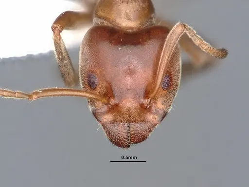 Liometopum apiculatum - CASENT0884398