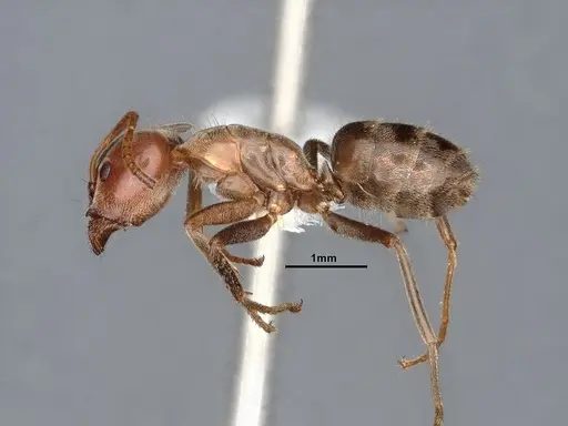 Liometopum apiculatum - CASENT0884398