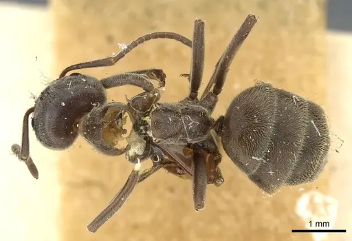 Liometopum apiculatum - CASENT0902989