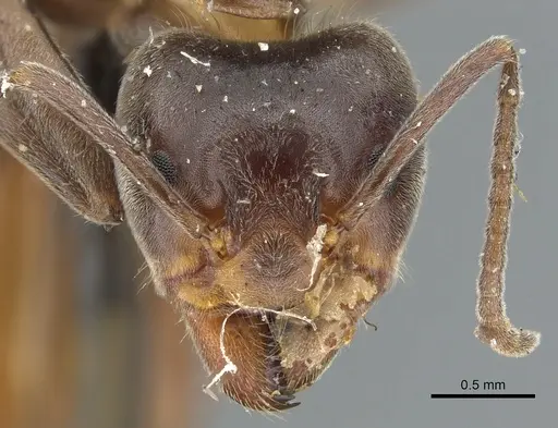 Liometopum apiculatum - CASENT0902989