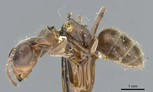 Liometopum apiculatum - CASENT0902989