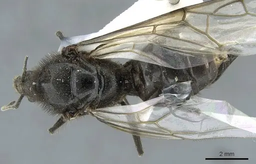 Liometopum apiculatum - CASENT0911255