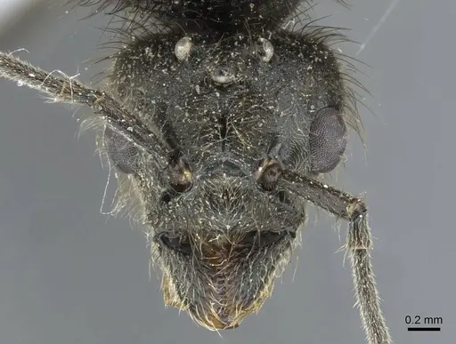 Liometopum apiculatum - CASENT0911255